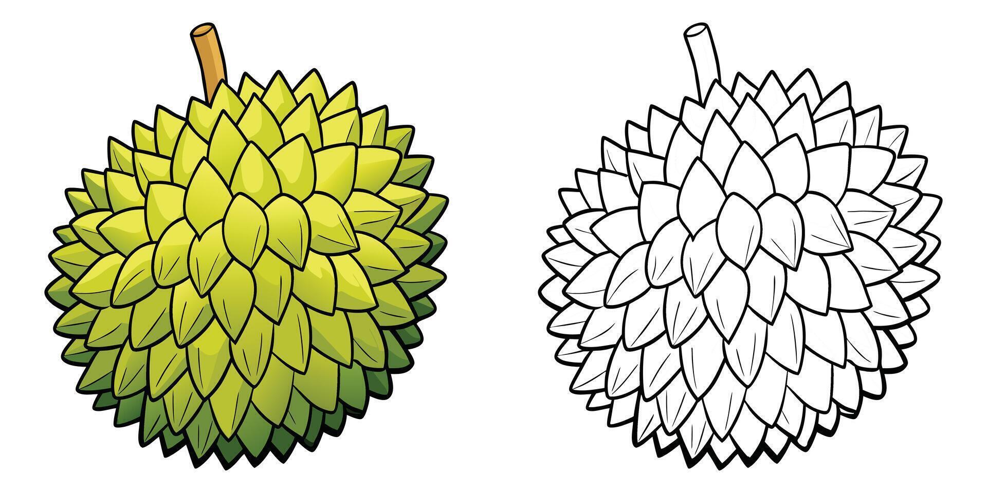 Durian Coloring Page For Kids. Durian Fruit Coloring Book Printable. Durian Fruits Illustration Design On White Background vector