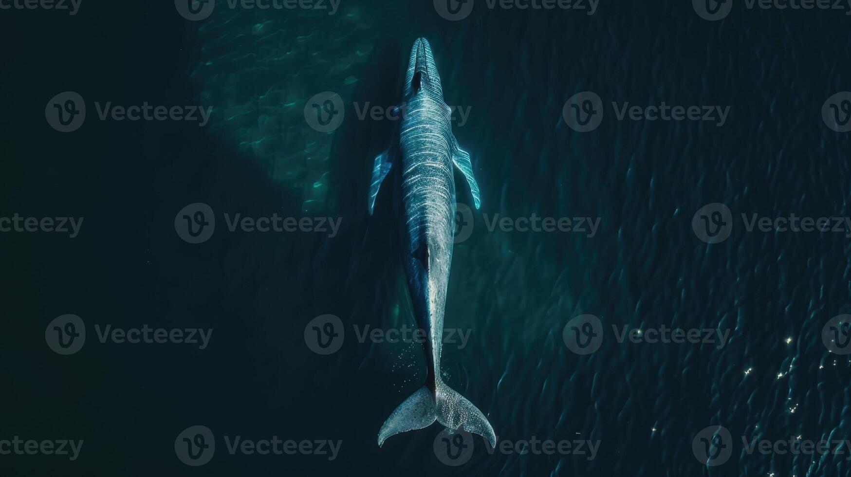 An aerial view of a whale swimming in the ocean photo