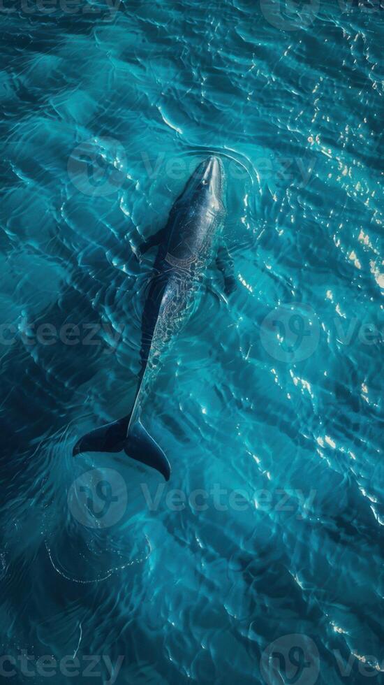 A whale swimming in the ocean with its tail out photo