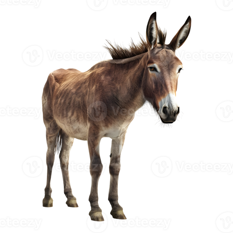 A donkey standing on a transparent background png
