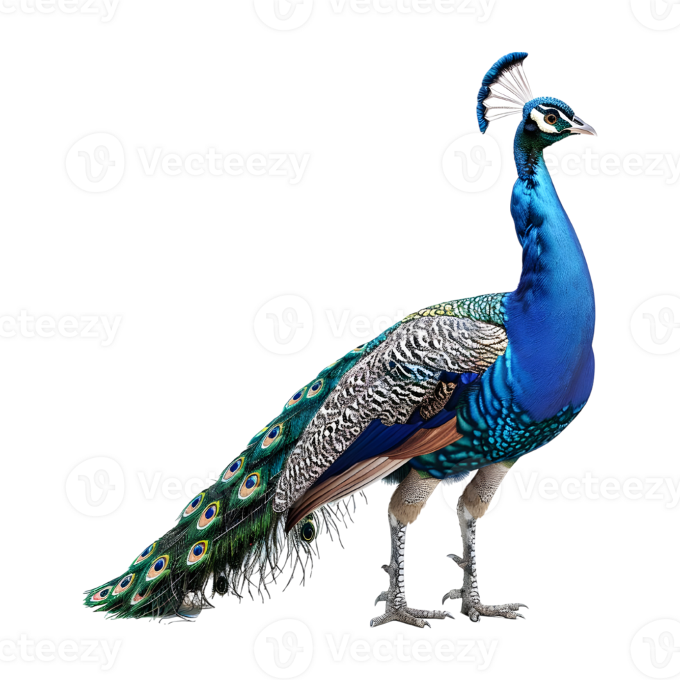 A peacock is standing png