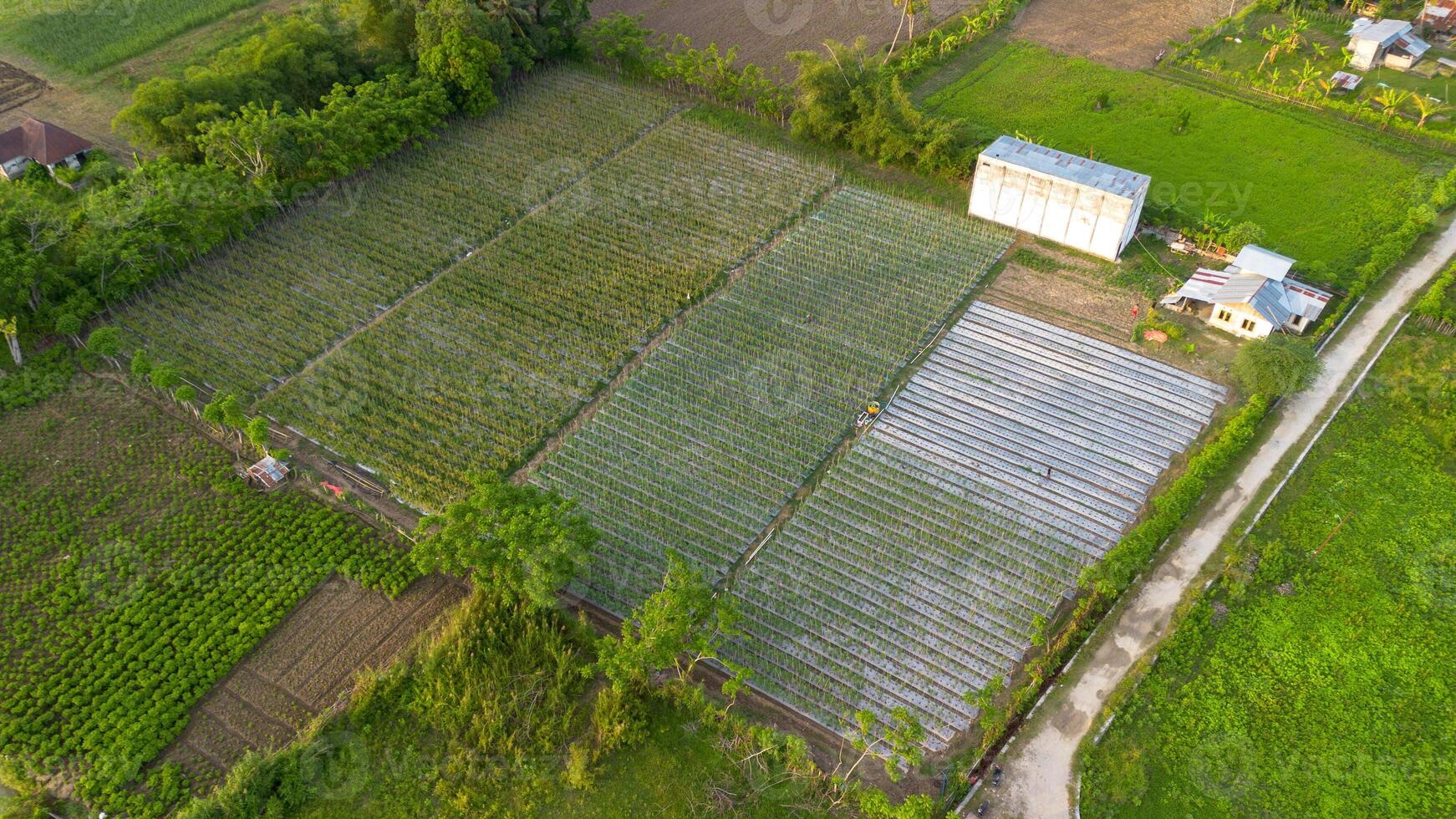 Aerial view of vegetable seedlings growing in rows on a farm photo