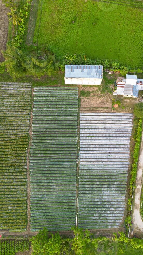 Aerial view of a green agricultural field with rows of seedlings. photo