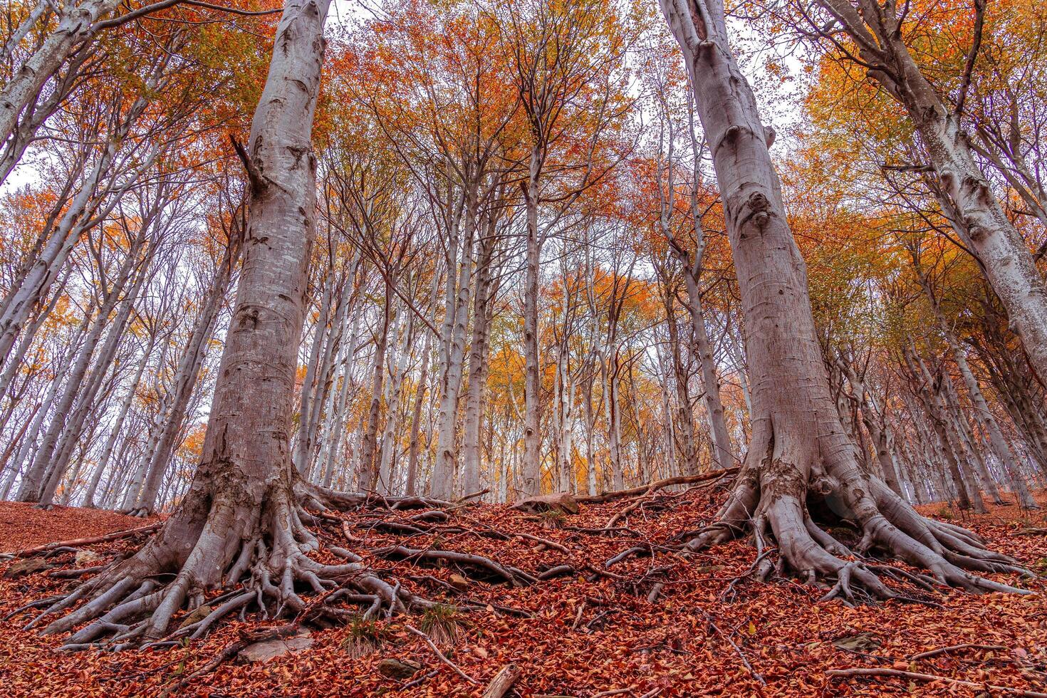 Red forest in autumn at Colle del Melogno, Italy. photo