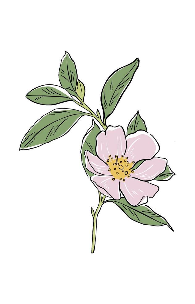 Illustration of a rosehip flower vector