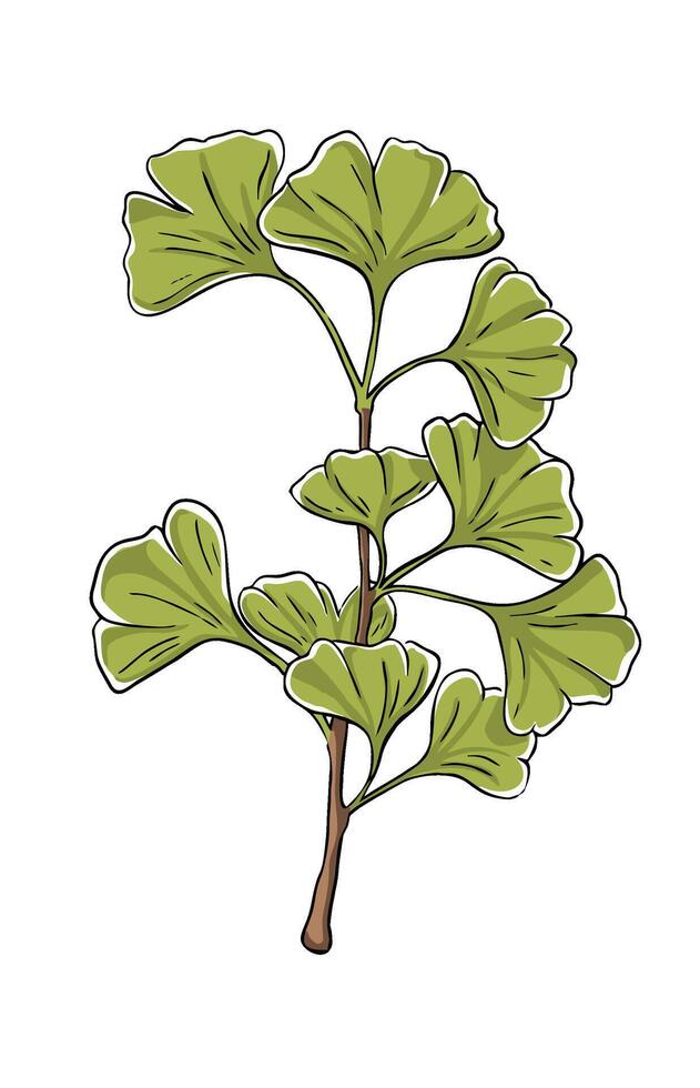 Illustration of a ginkgo branch in color vector