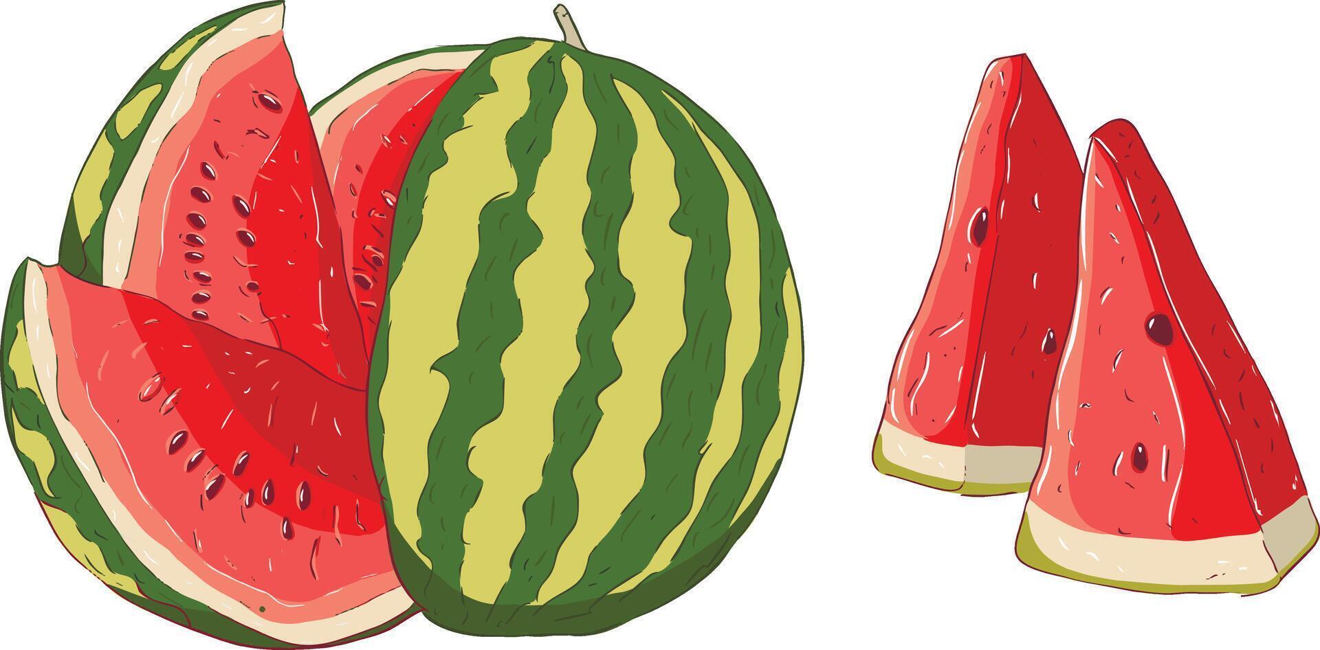 Illustration watermelon whole and pieces vector