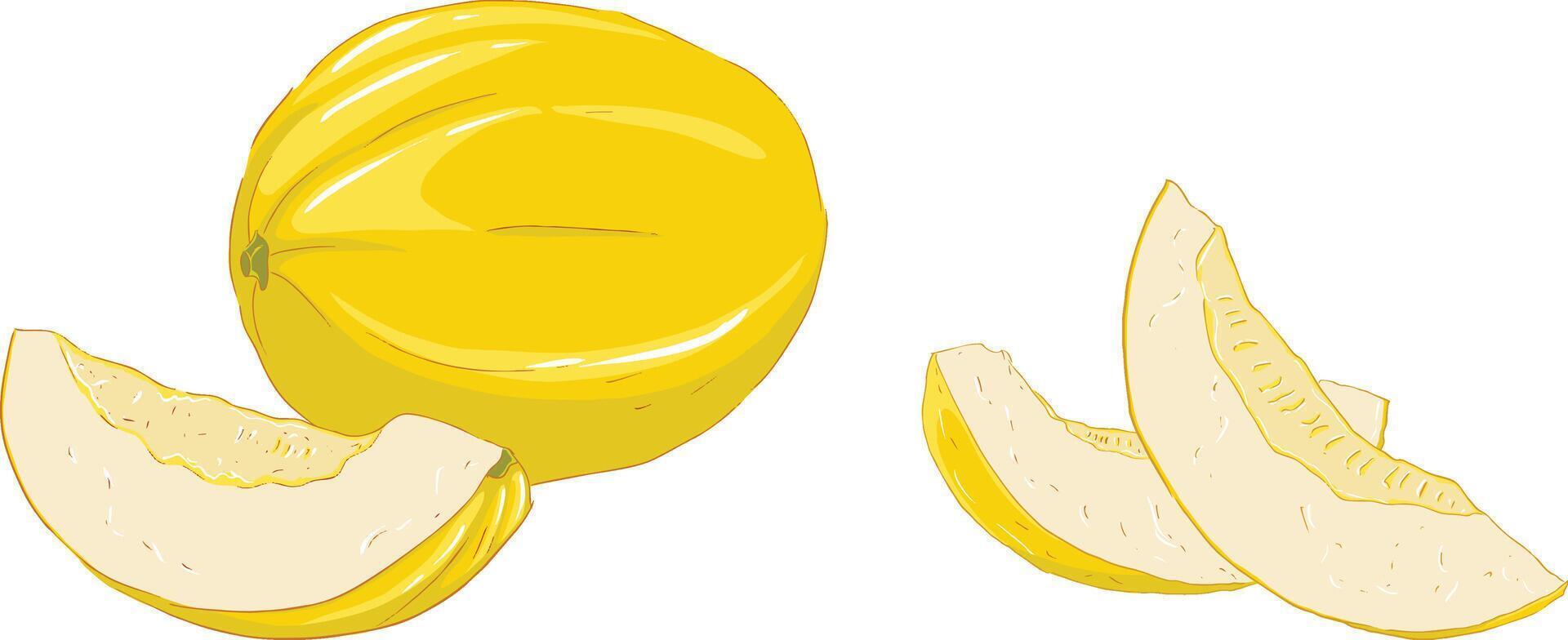 Illustration of a melon whole and in pieces vector