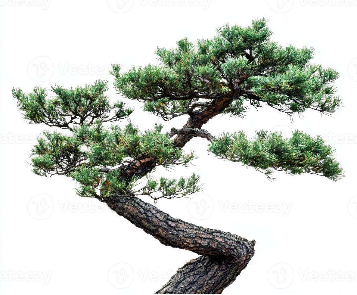 Elegant twisted bonsai tree with lush green needles against a white background reflecting the art of bonsai cultivation photo