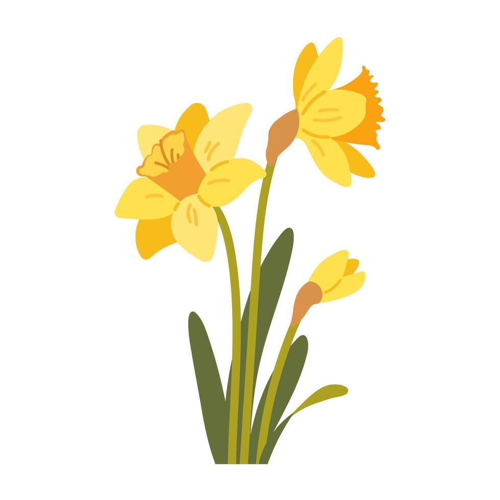Yellow flat daffodil on white background. Spring flower narcissus. isolated icon vector
