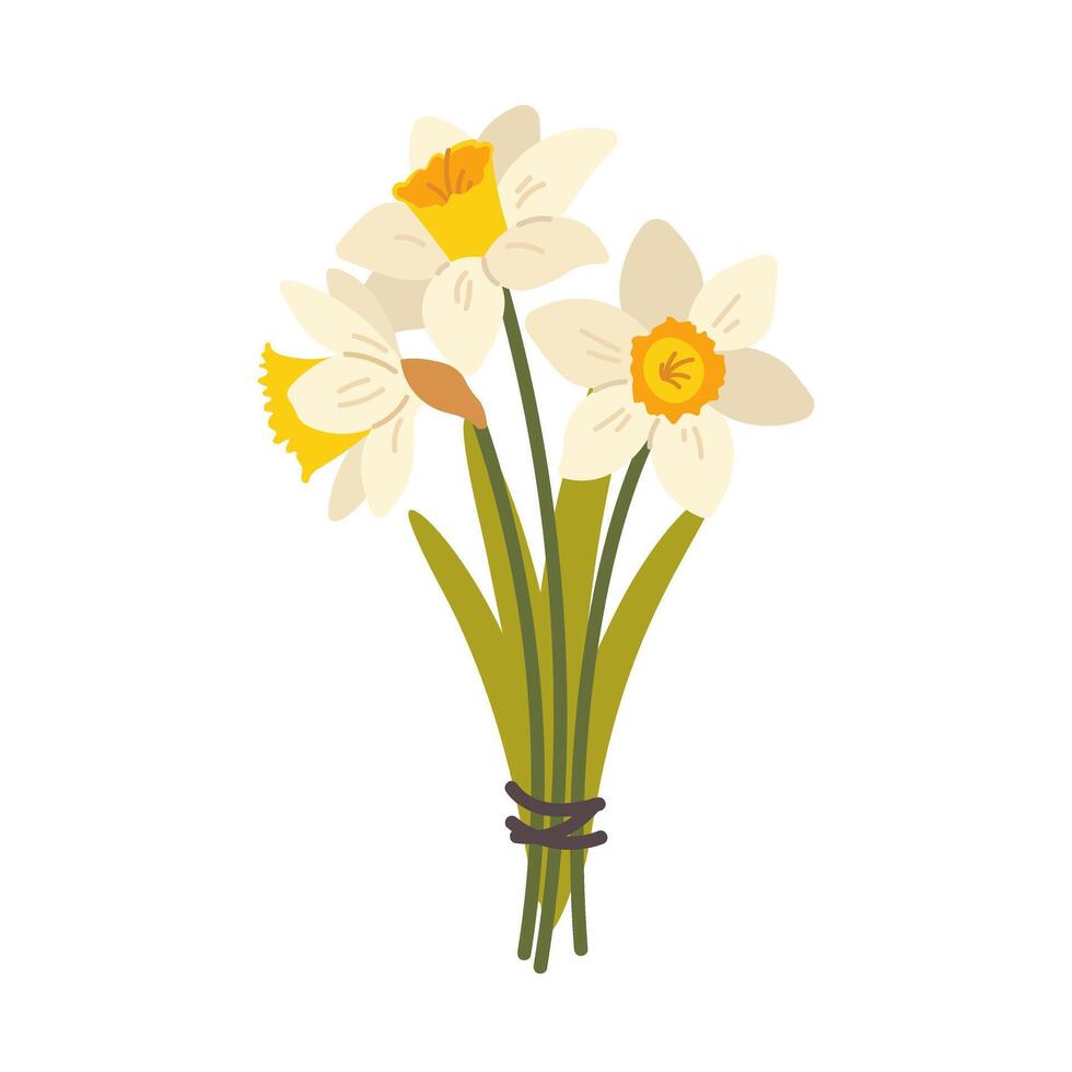 White flat daffodil on white background. Spring flower narcissus, bouquet of daffodils. isolated icon vector