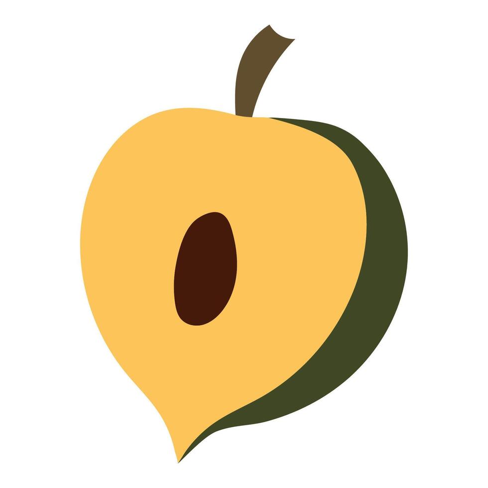Useful fruit lucuma, lucuma cut half, showing the seed inside vector
