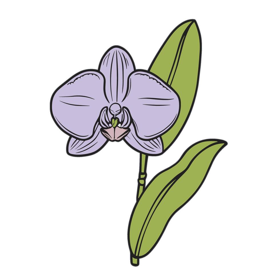 An illustration of a purple orchid with leaves vector