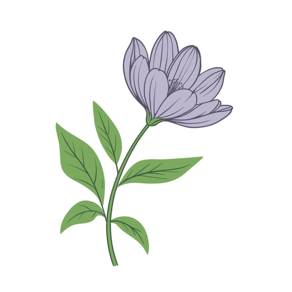 A purple flower with green leaves on a white background vector