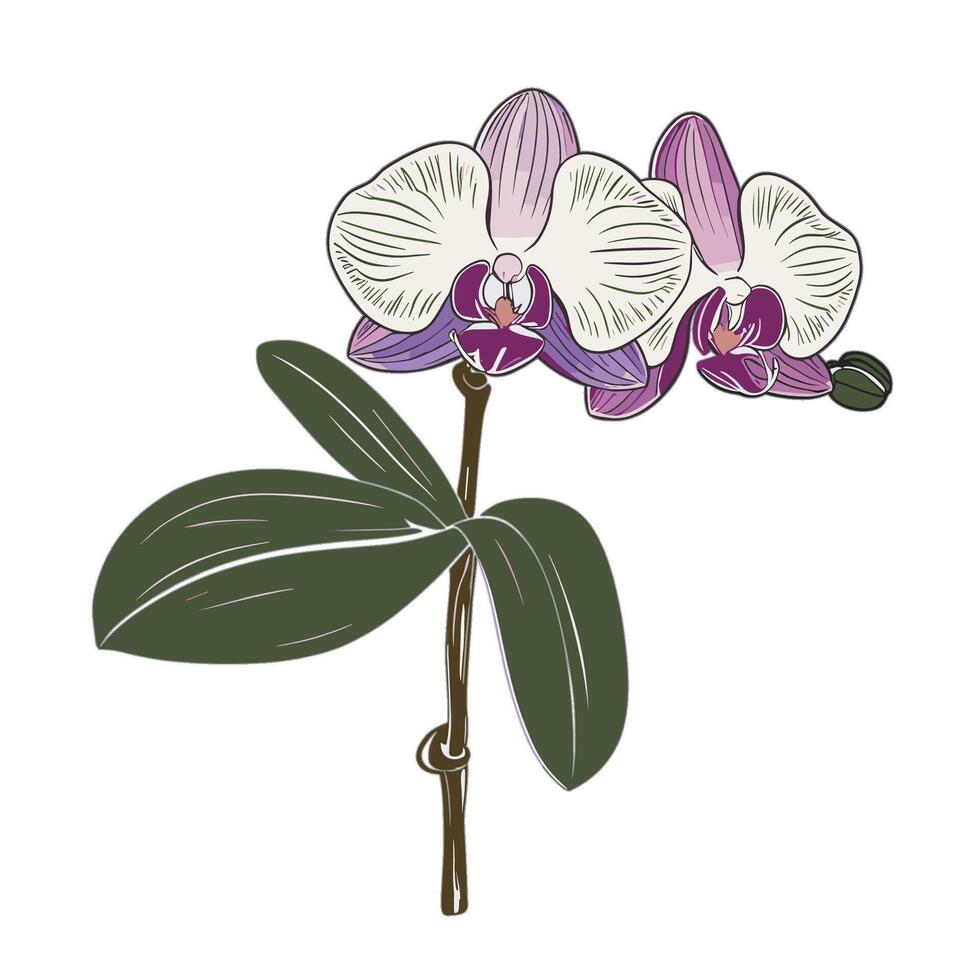 An orchid with purple and white flowers vector