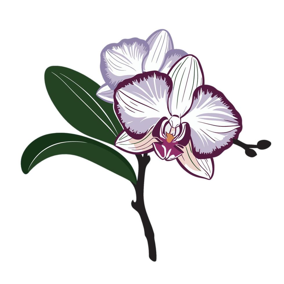 An orchid with purple and white flowers on a white background vector