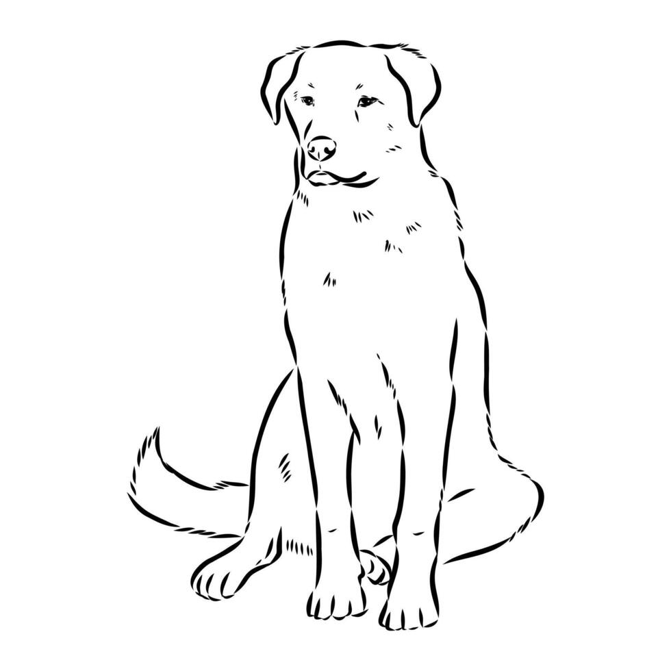 kangal Turkish shepherd sketch vector
