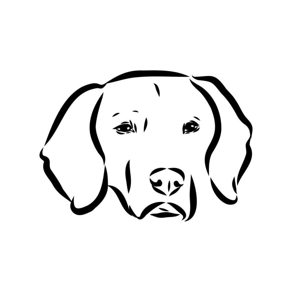 The head of an American Foxhound hunting dog sketch vector