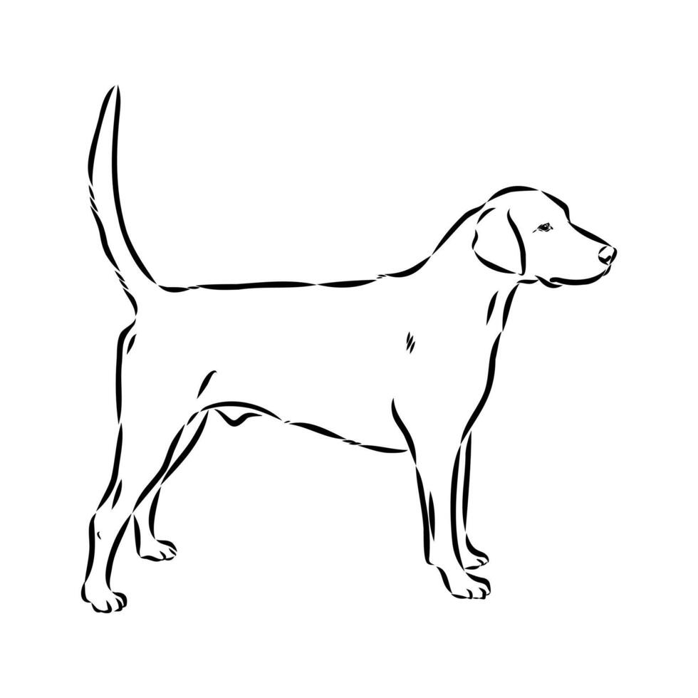 American foxhound dog sketch vector