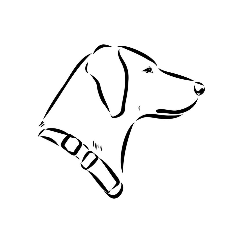 head profile of an American Foxhound vector