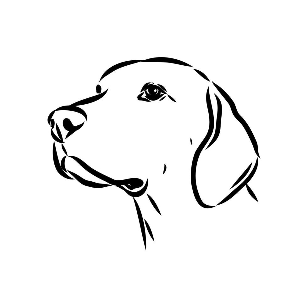 drawing of an American Foxhound's head vector