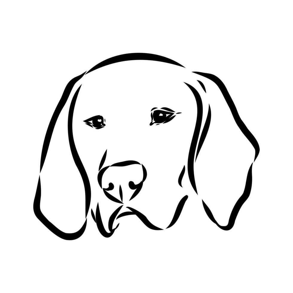hunting dog breed American Foxhound sketch vector