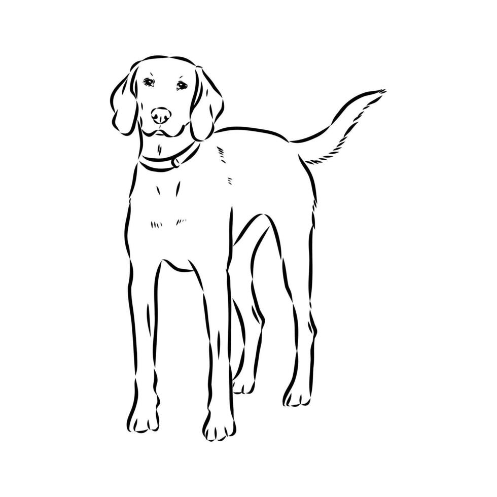 American Foxhound hunting sketch vector