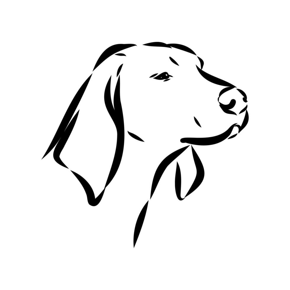 hunting dog American foxhound sketch vector