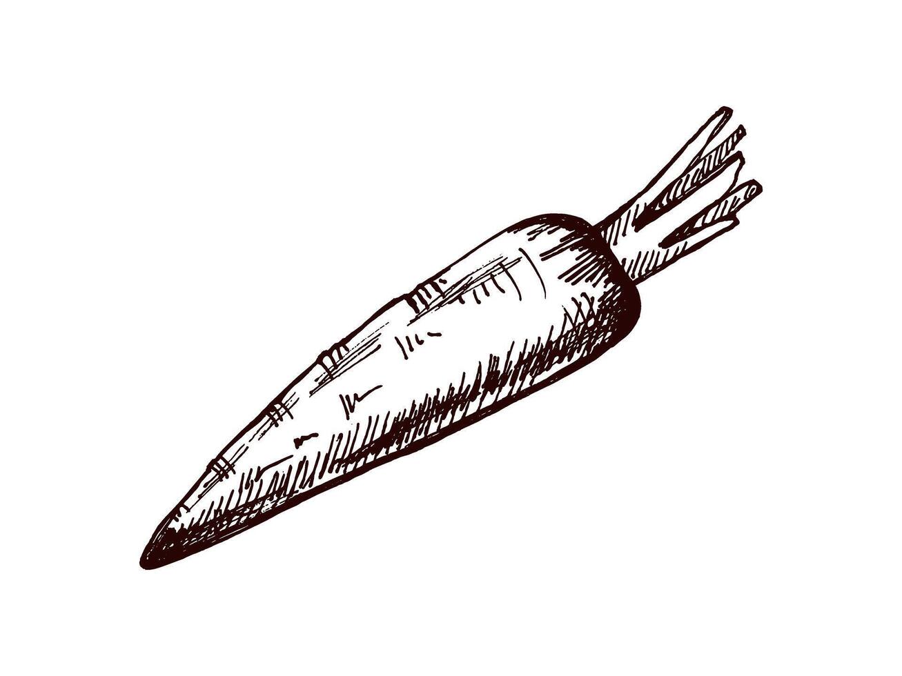 Hand drawn vintage sketch of a rustic carrot with texture vector