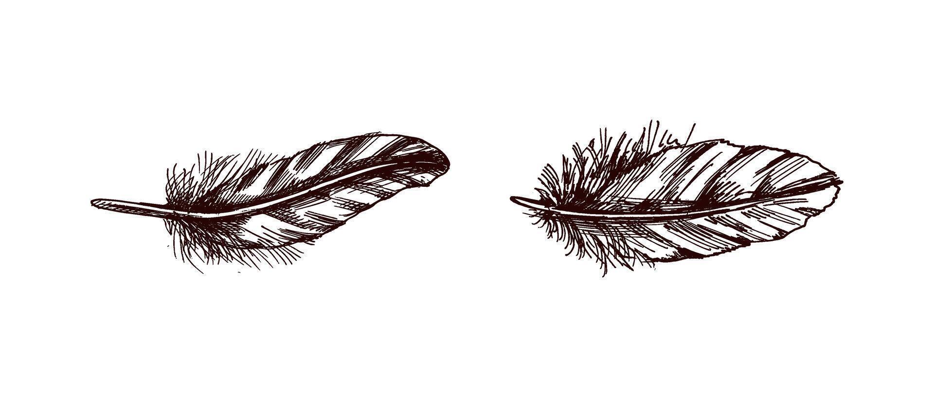 Vintage feather hand drawn sketch illustration collection vector