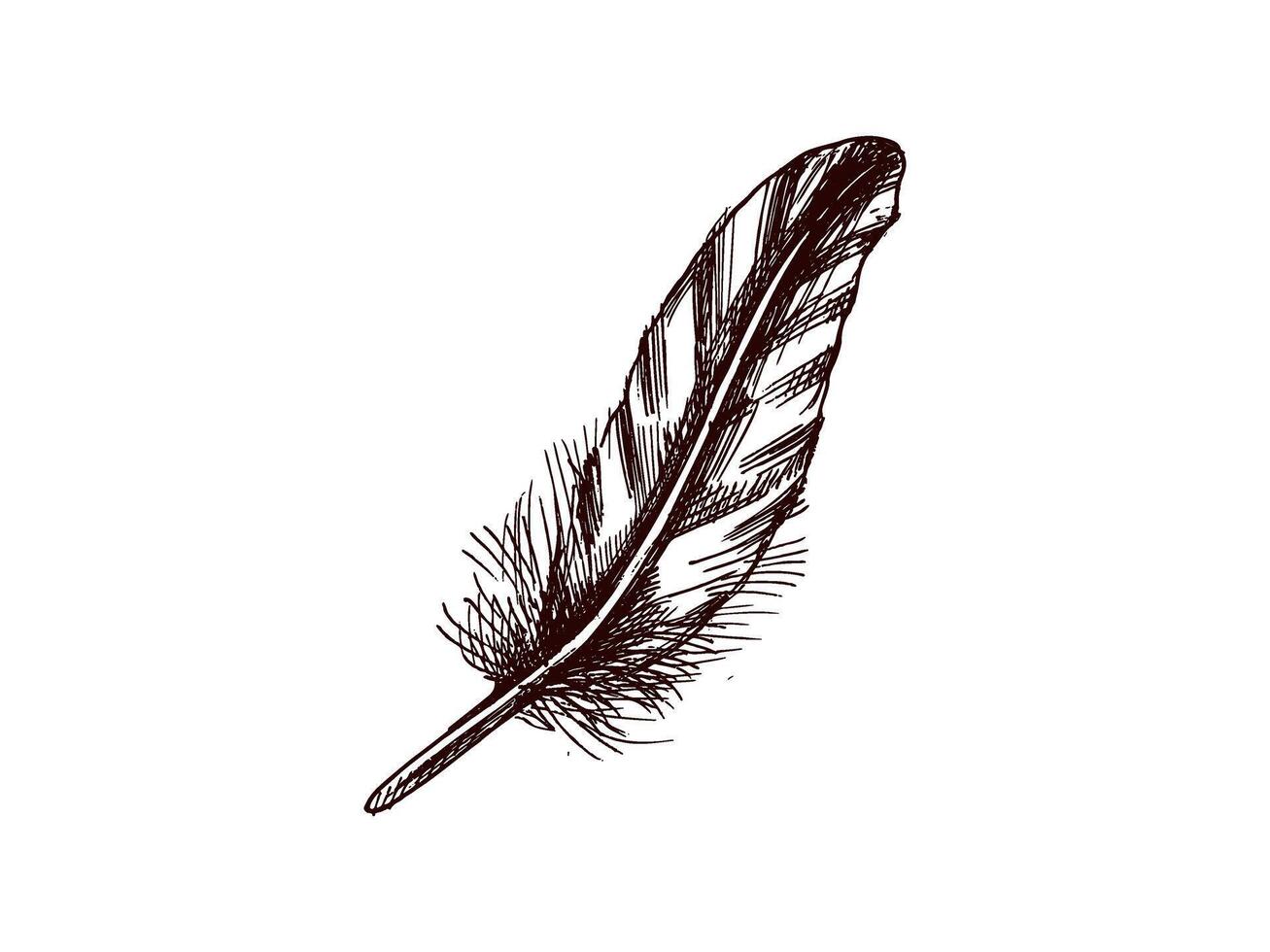 Hand drawn vintage sketch of a detailed feather with texture vector