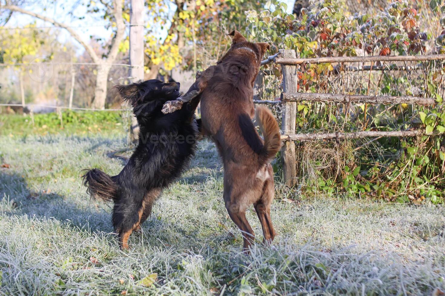 Two dogs in autumn park. photo