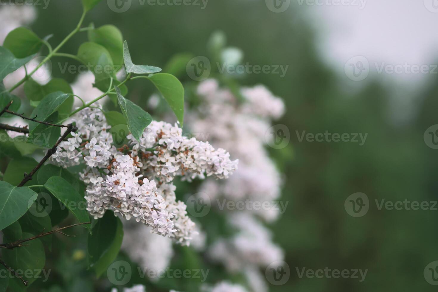 Syringa vulgaris blooming plant. Fragrant lilac bush in the spring garden in countryside. photo