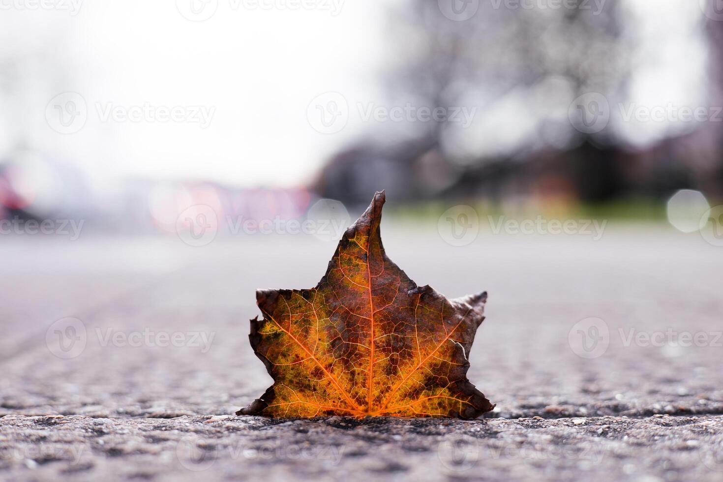 Close up of colorful autumn leaf on textured ground with blurred background bokeh photo