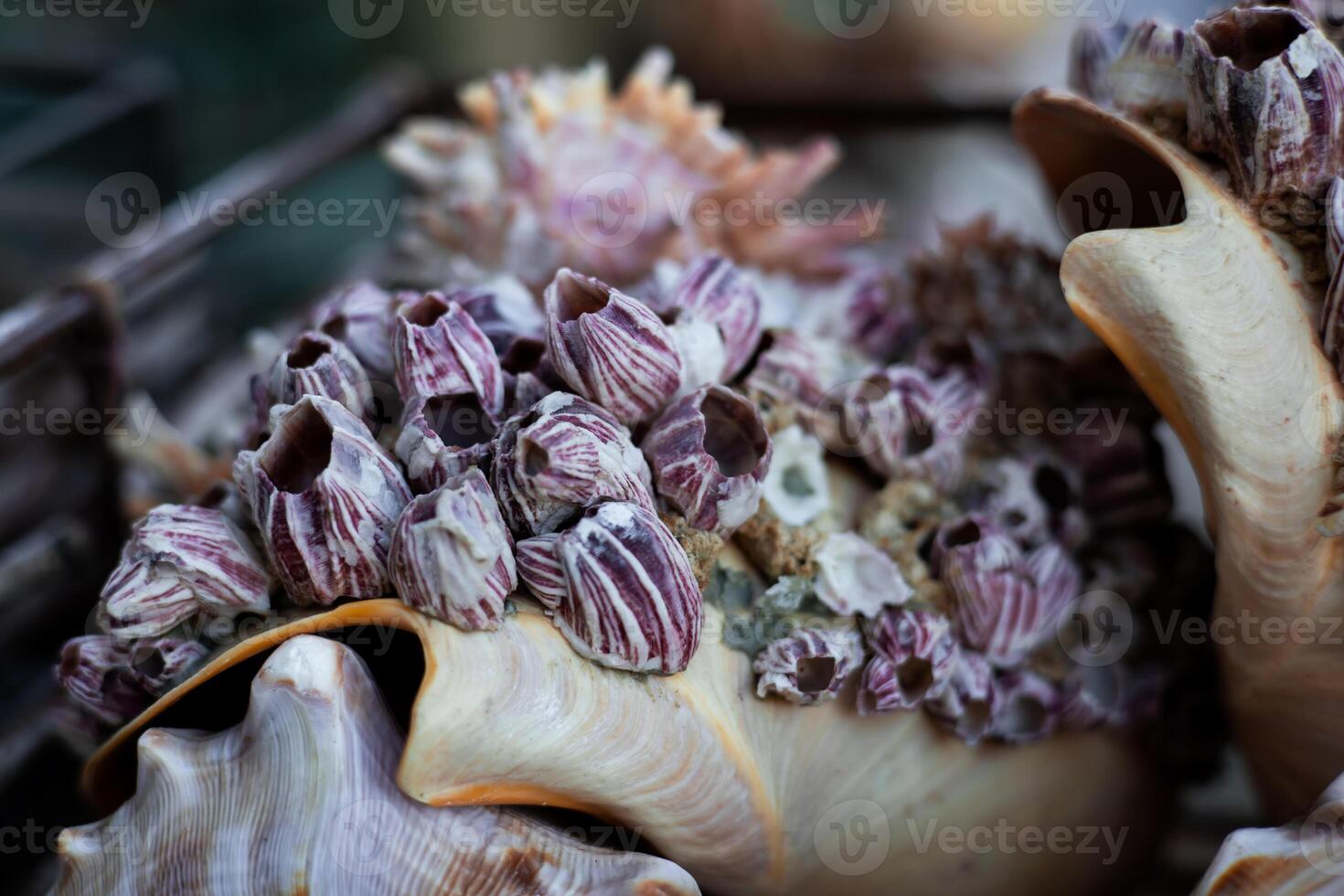 Close up of barnacle encrusted seashell with textured patterns photo