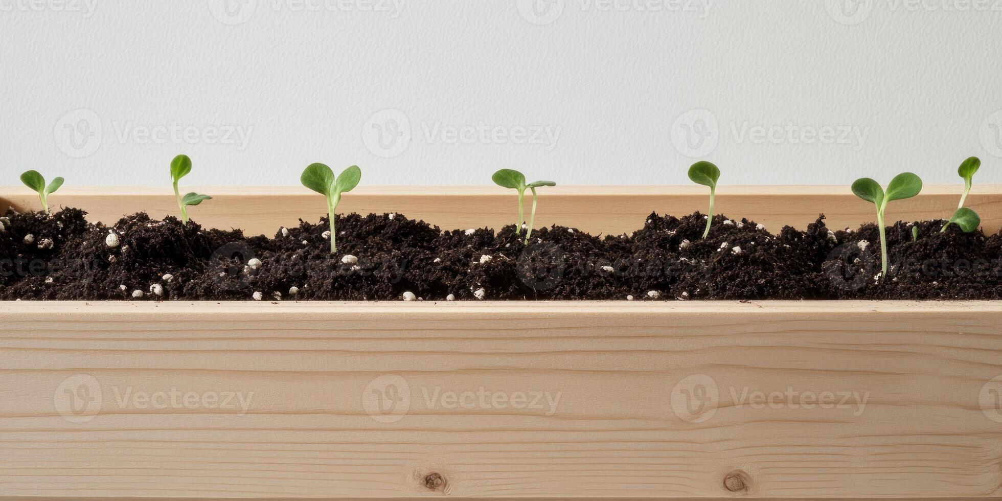 Tiny green sprouts emerging from fresh soil in a wooden planter box for gardening inspiration photo