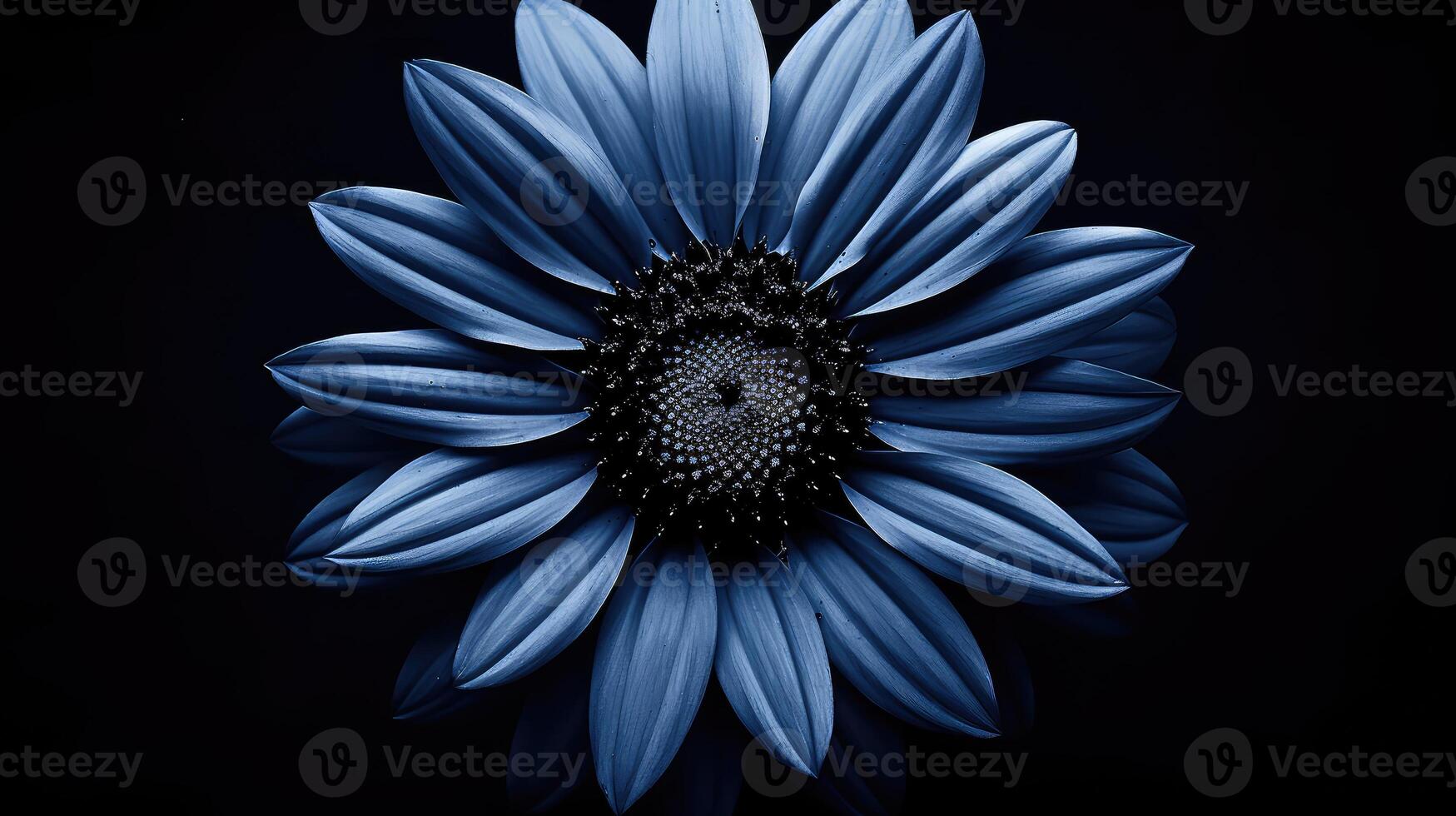 sunflower holiday blue background photo