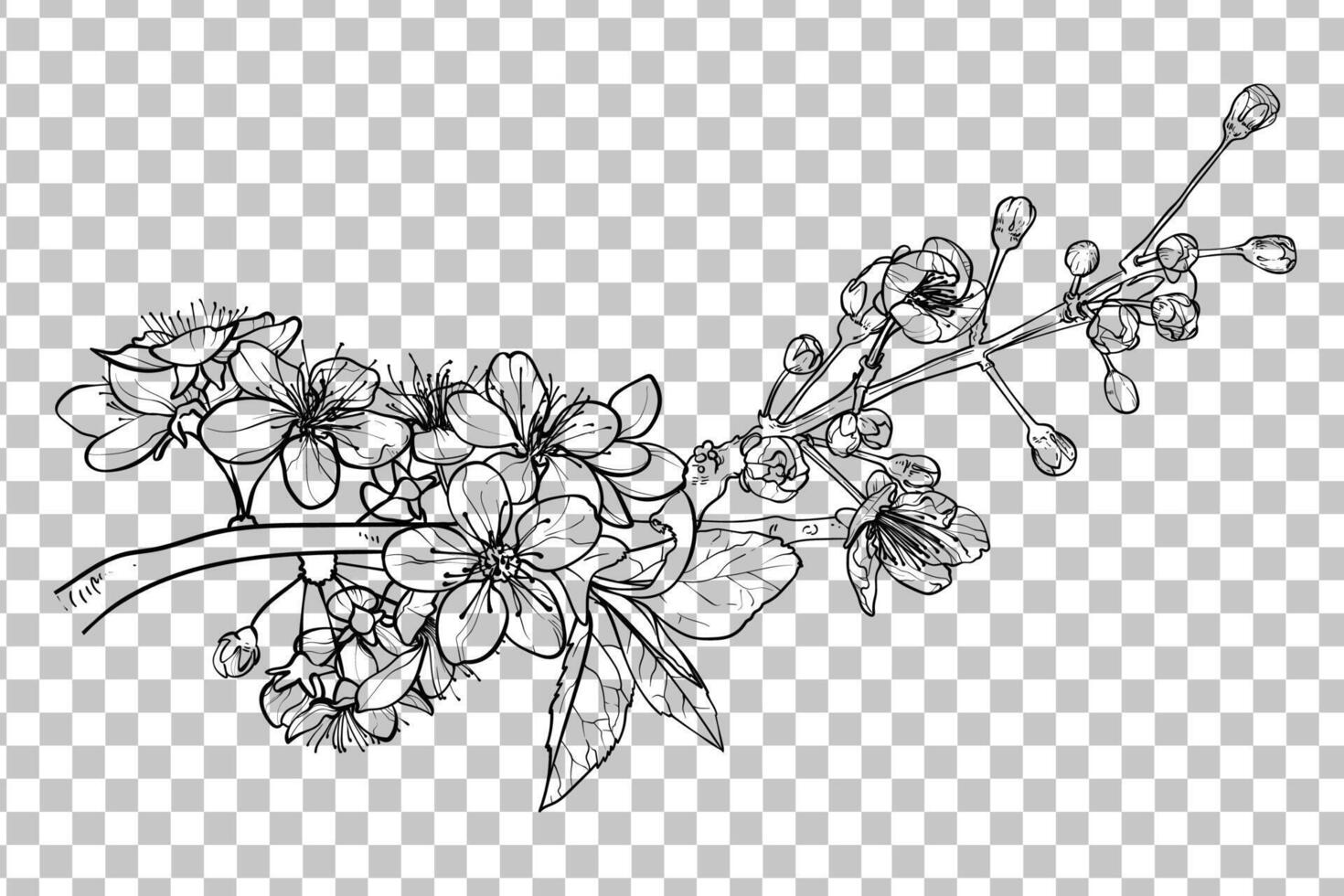 Hand drawn line art branch of cherry blossoms. Black outline with fine details. Elegant spring flowers for print and online design projects. Easy to edit, ready to be used vector
