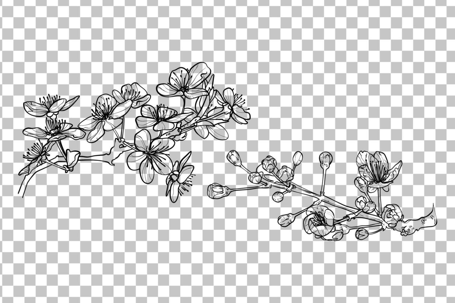 Hand drawn two branches of cherry blossoms. Black outline with fine details. Elegant spring flowers for print and online design projects. Easy to edit, ready to be used vector