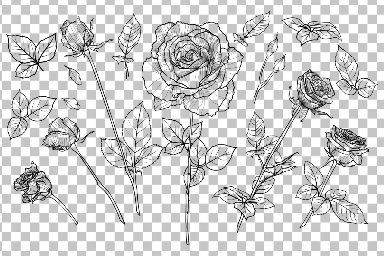 Set of hand drawn roses. Buds, flowers, bloom, blossom, leaves on stem. Summer flowers with black outline, no fill, with fine details. vector