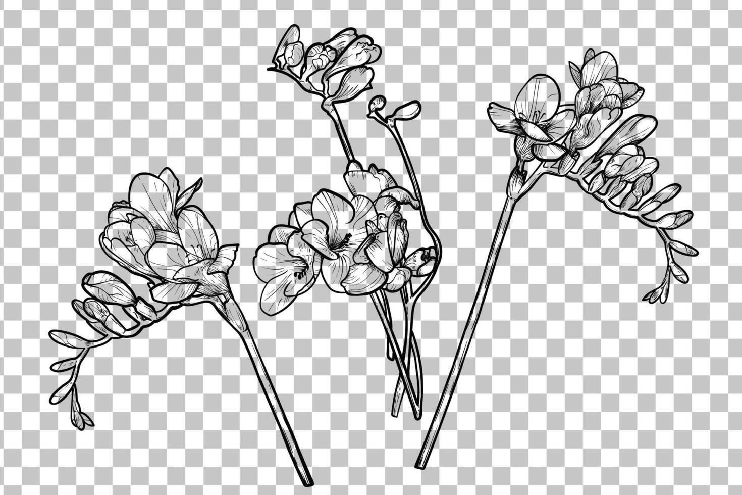Hand drawn freesia flowers set. Line art spring flowers isolated with flowers, buds on stems. Black outline, no fill, with fine details. vector