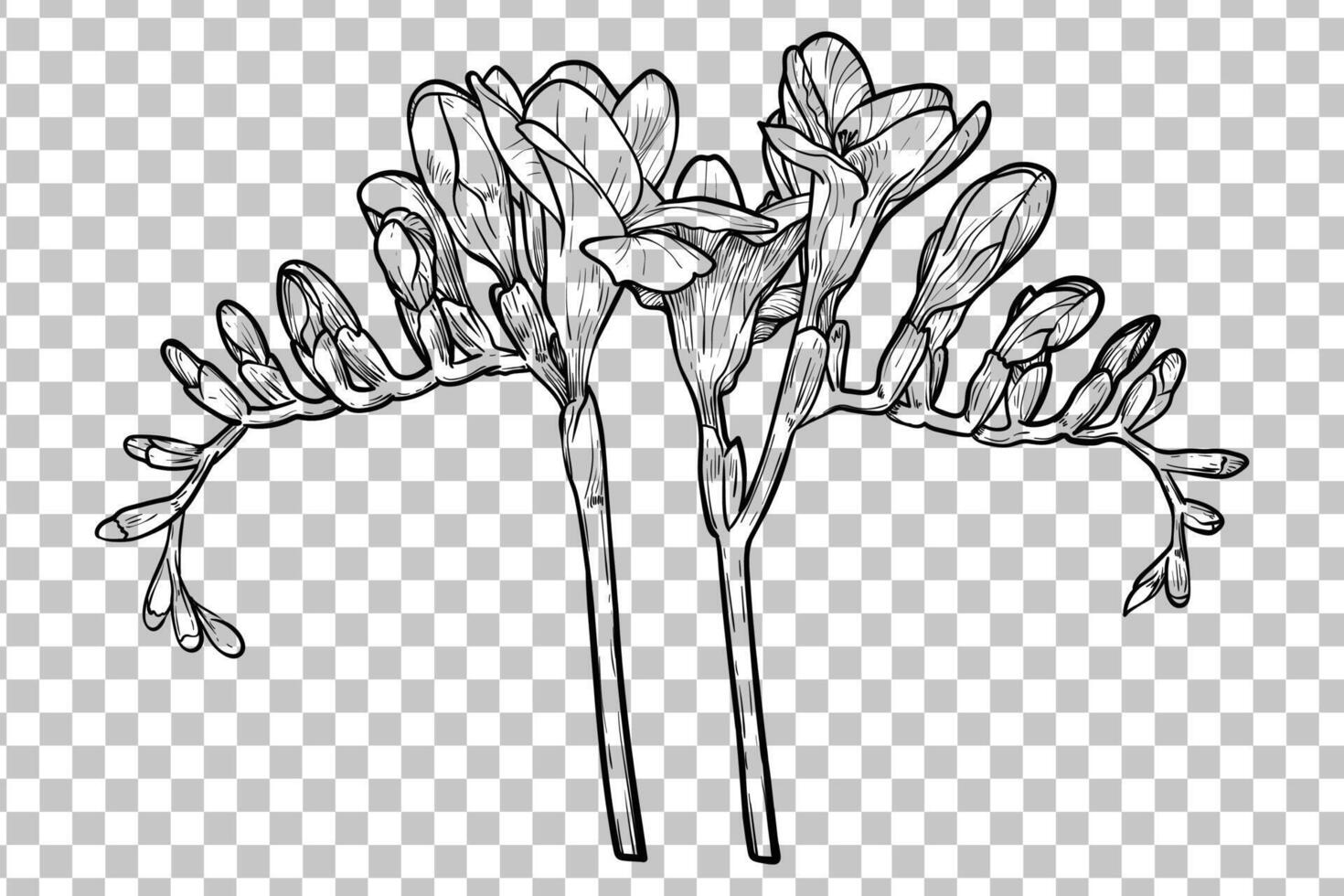 Hand drawn freesia flower. Spring flower isolated with flowers, buds on stems. Black outline, no fill, with fine details. vector