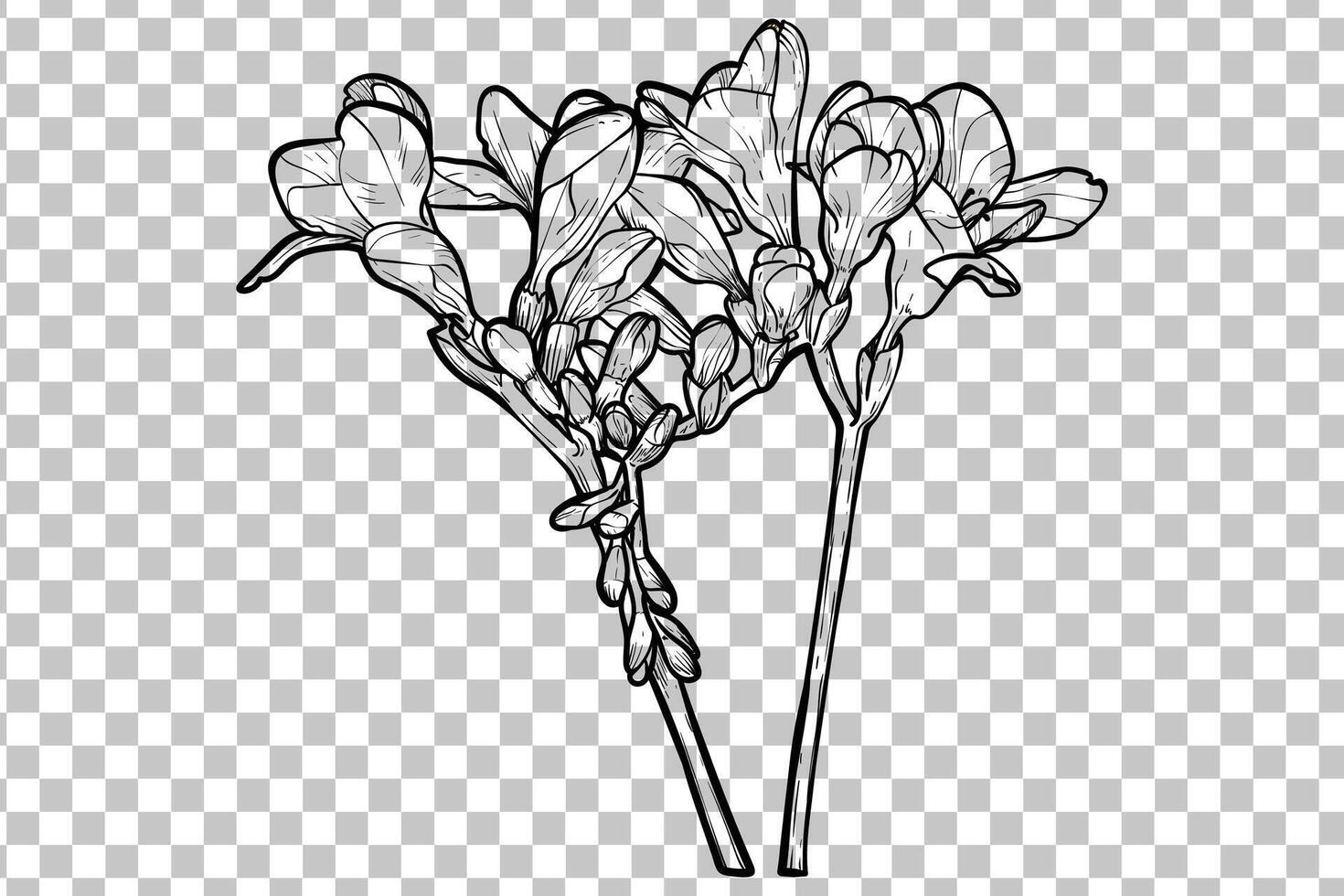Hand drawn freesia flower. Spring flowers isolated with flowers, buds on stems. Black outline, no fill, with fine details. vector