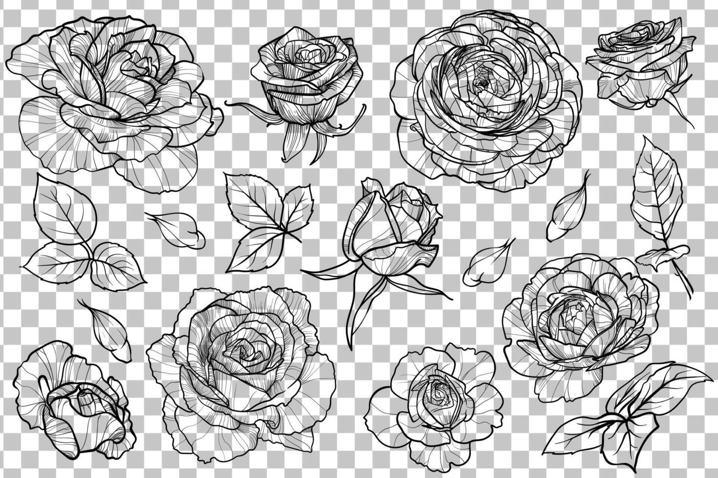Roses blooms and leaves. Summer flowers with black outline, no fill, and fine details. vector