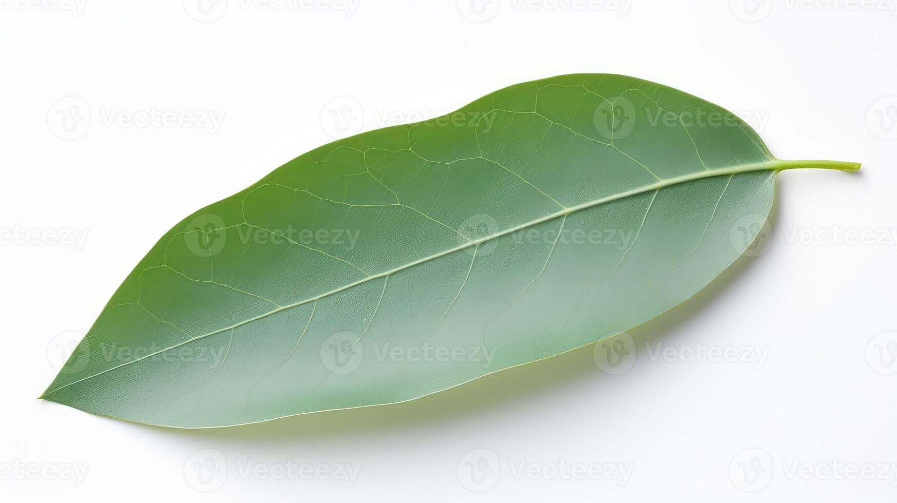 close eucalyptus leaf isolated photo