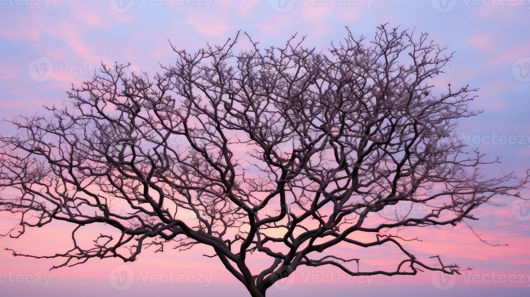 winter crepe myrtle tree photo