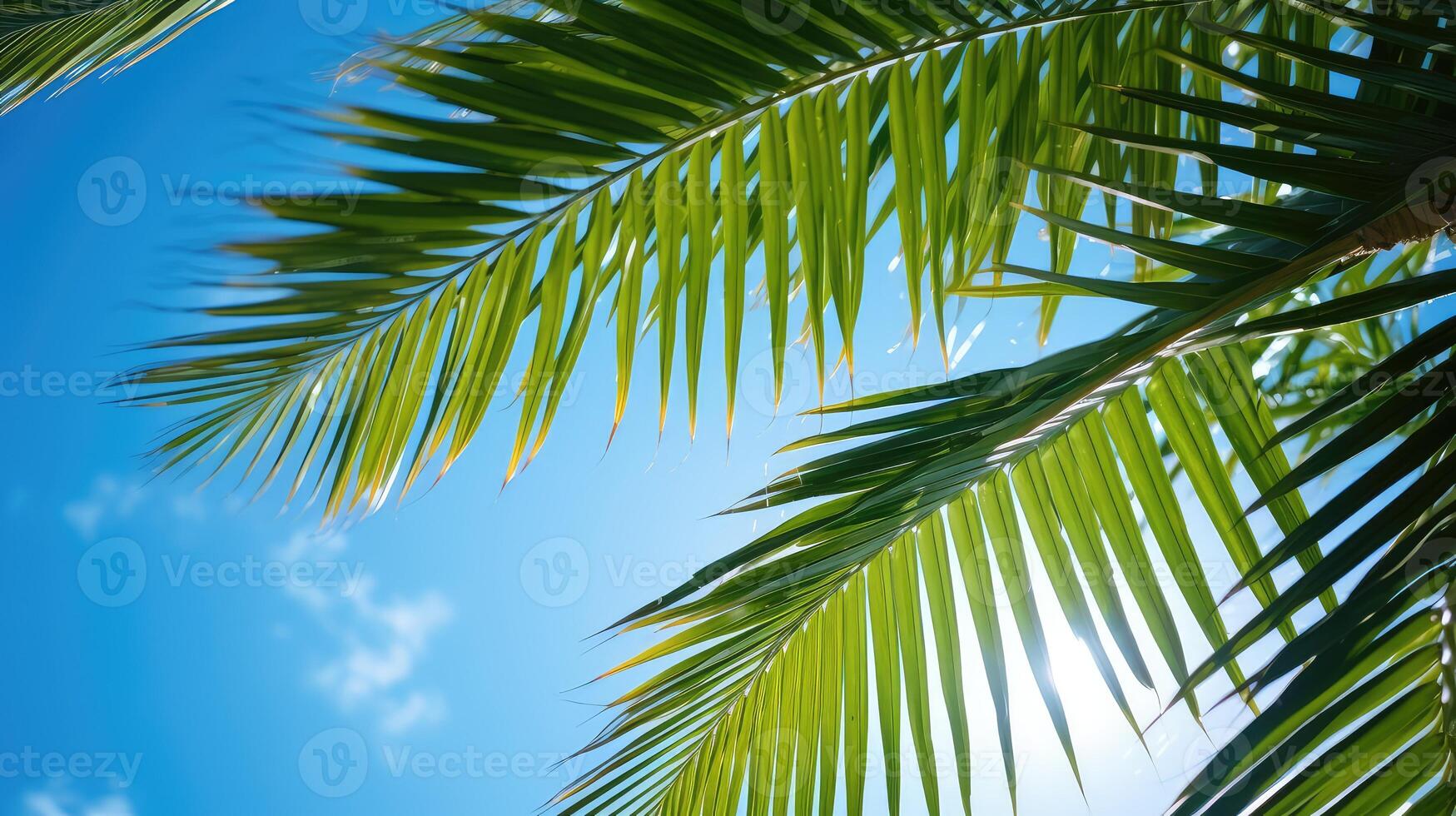 blue plants leaves photo