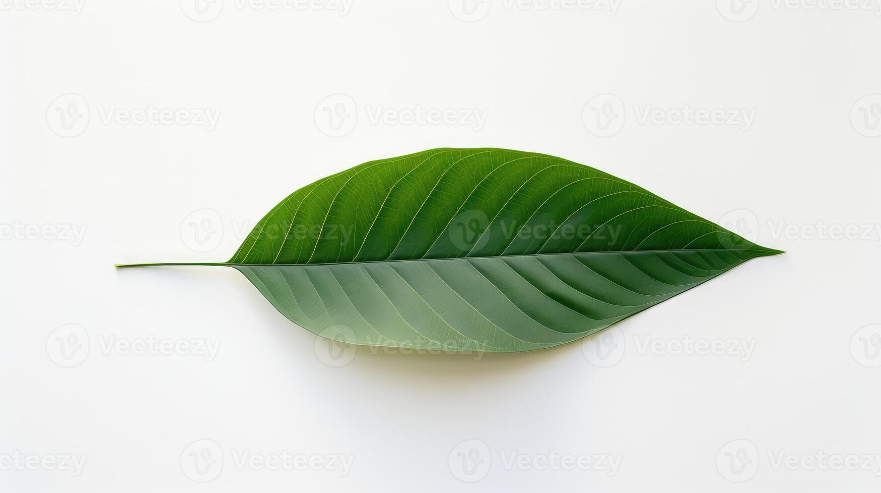 green minimalist plant photo