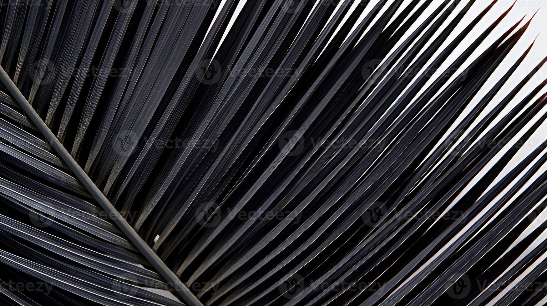 intricate black palm leaf photo