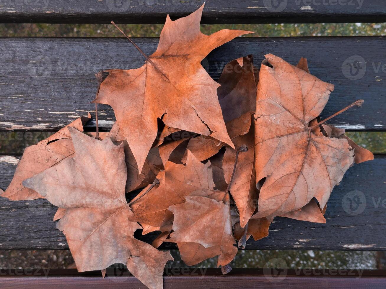 Autumn dry maple leaves on wooden bench photo